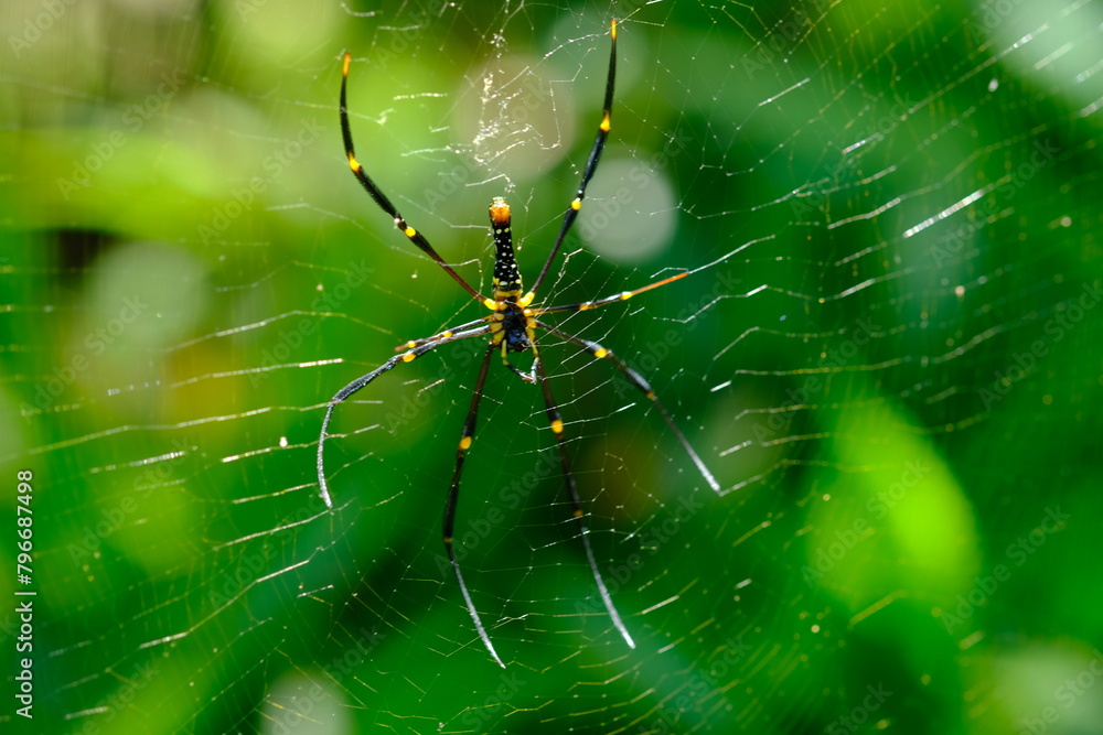 Nephila pilipes is a species of golden orb-web spider. It is located in all countries in East and Southeast Asia as well as Oceania. spider web in tropical forest. Nephila pilipes is a species of golden orb-web spider. It is located in all countries in East and Southeast Asia as well as Oceania. spider web in tropical forest.