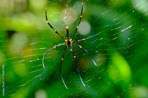 Nephila pilipes is a species of golden orb-web spider. It is located in all countries in East and Southeast Asia as well as Oceania. spider web in tropical forest.