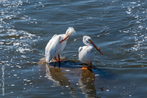 Close-up Of American White Pelicans On The Rocks At The Fox River Rapids In De Pere, Wisconsin, During Spring Migration