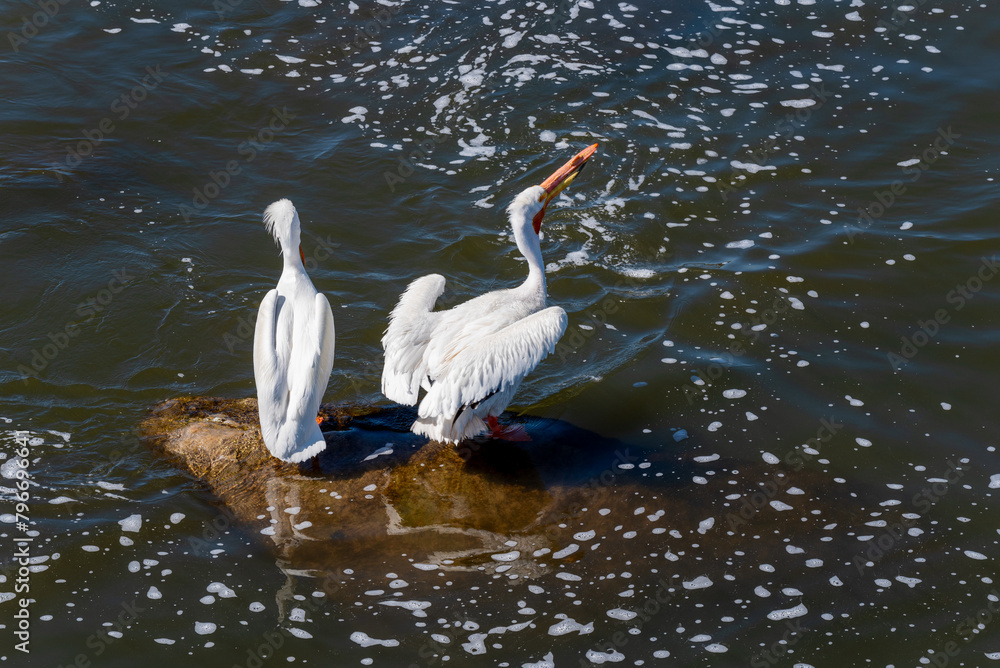 Close-up Of American White Pelicans On The Rocks At The Fox River Rapids In De Pere, Wisconsin, During Spring Migration Close-up Of American White Pelicans On The Rocks At The Fox River Rapids In De Pere, Wisconsin, During Spring Migration