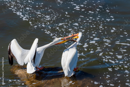 Close-up Of American White Pelicans On The Rocks At The Fox River Rapids In De Pere, Wisconsin, During Spring Migration
