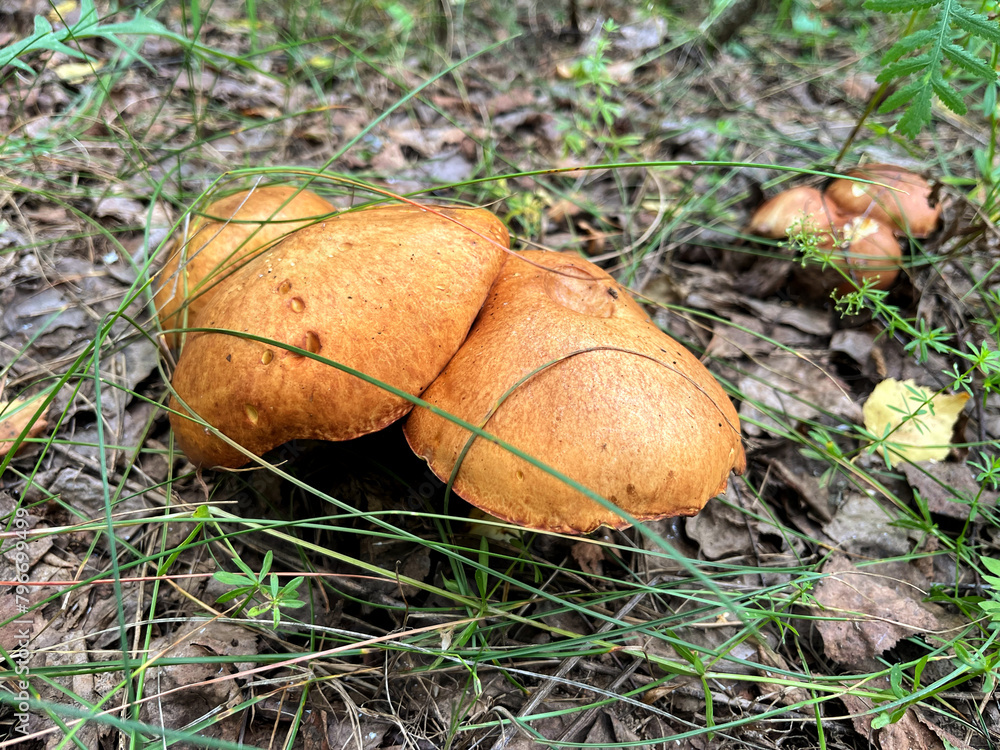 Mushroom picking in season. Edible forest mushrooms, grow in the grass. International Day of Forest. National Mushroom Day. Forest Workers Day. World Mushroom Picker Day Mushroom picking in season. Edible forest mushrooms, grow in the grass. International Day of Forest. National Mushroom Day. Forest Workers Day. World Mushroom Picker Day