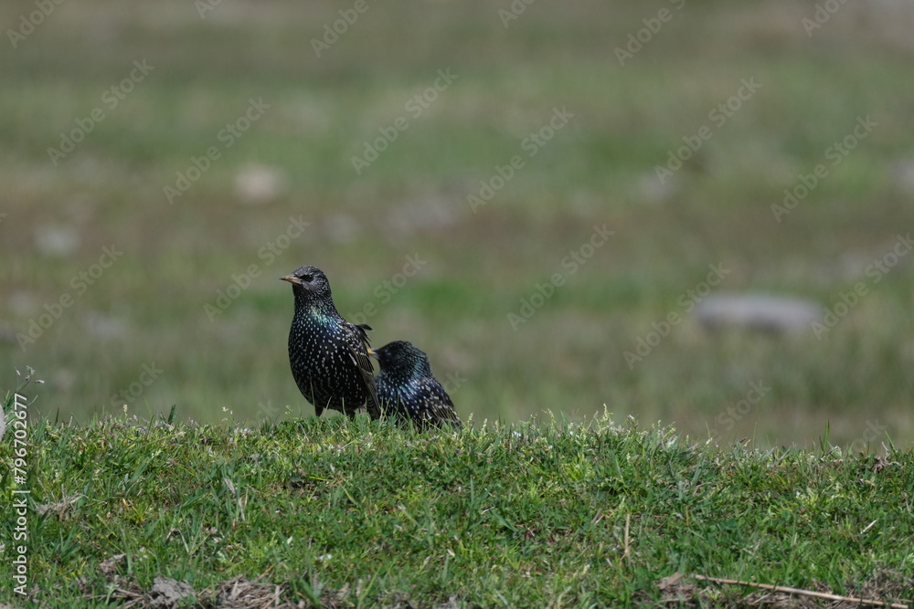 Obraz premium two starlings in the grass