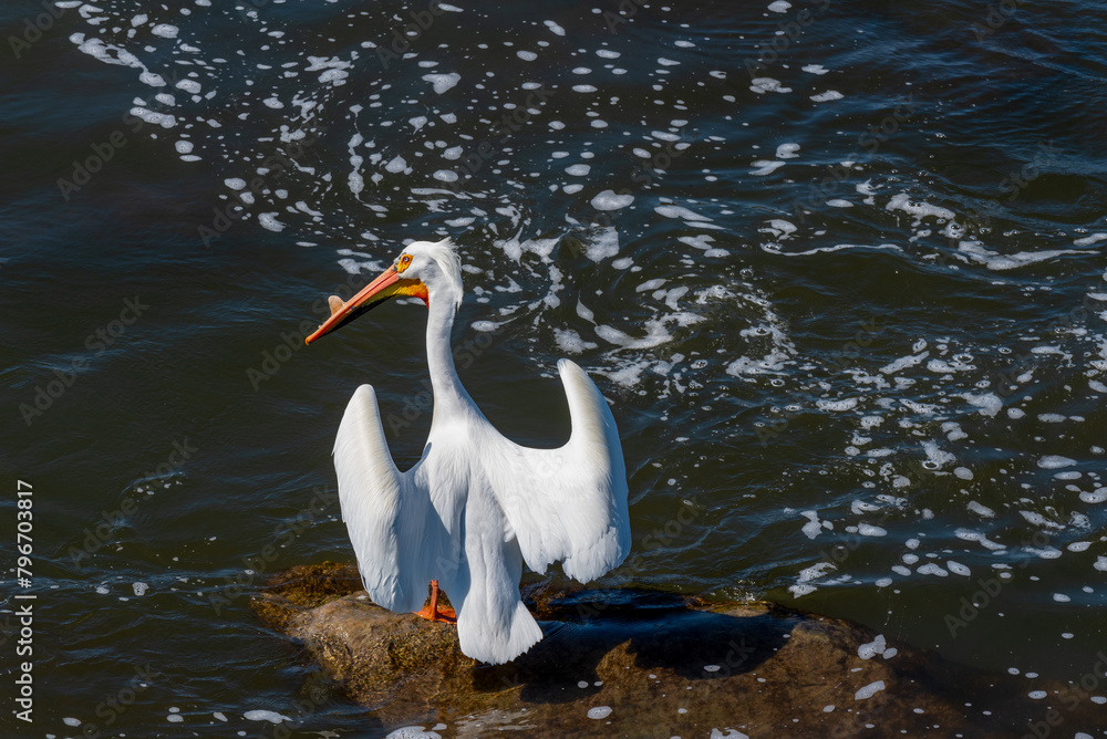 Fototapeta premium Close-up Of American White Pelican On The Rocks At The Fox River Rapids In De Pere, Wisconsin, During Spring Migration