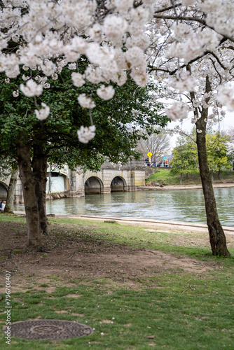 View of the Ohio Drive Bridge across the Tidal Basin in Washington DC during cherry blossom season © MelissaMN