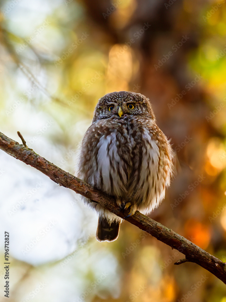 Owl in the forest