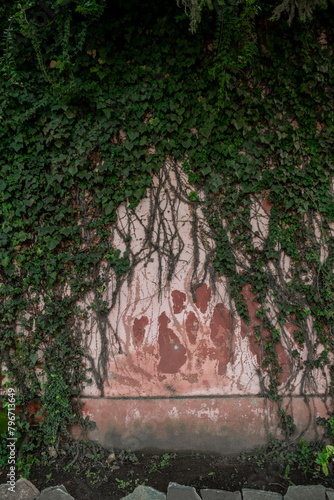 Imagen vertical de muro antiguo con pintura descascarada con enredadera sobre el mismo photo