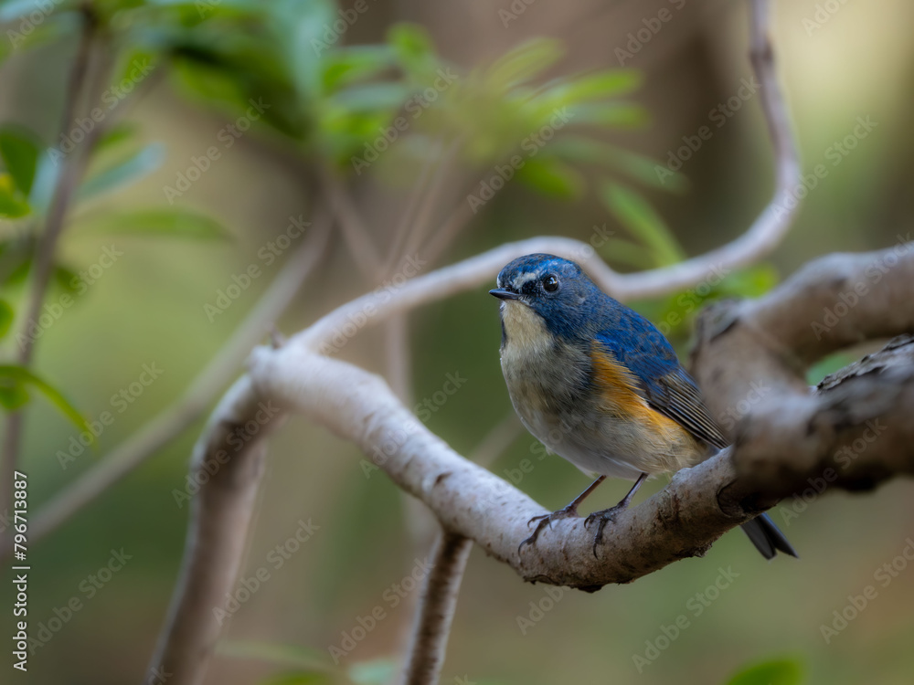 Obraz premium 深い藪の奥でリラックスしているルリビタキの雄