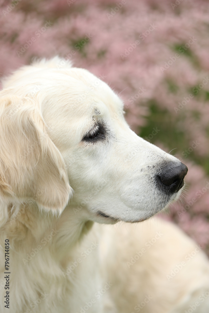 Portrait of beautiful golden retriever dog in the garden. outdoor lifestyle Portrait of beautiful golden retriever dog in the garden. outdoor lifestyle