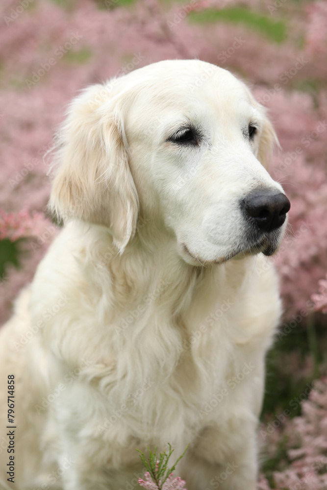 Portrait of beautiful golden retriever dog in the garden. outdoor lifestyle Portrait of beautiful golden retriever dog in the garden. outdoor lifestyle