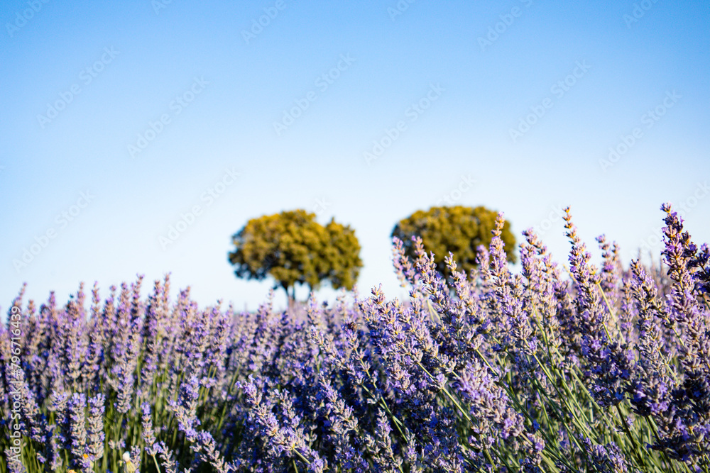 Naklejka premium Lavender fields in full bloom in midsummer. Purple flowers blossoming in a meadow. Blooming field with two green trees on a horizon against blue sky. Beautiful nature. Growing lavandula on a farmland.