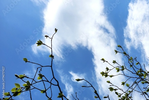 Bare branches of a tree with swollen buds against in the blue sky