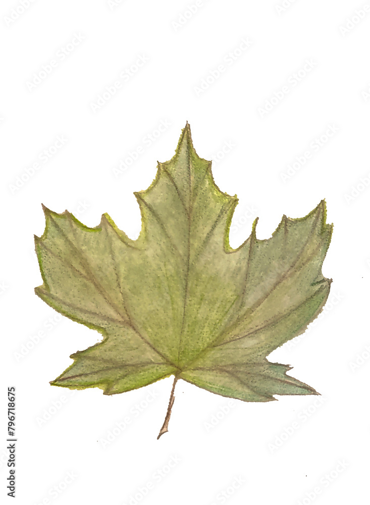 Maple leaf green, young and juicy, illustration. Maple leaf green, young and juicy, illustration.