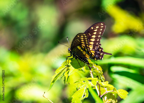 Black Swallowtail on a leaf along the nature trail in Pearland, Texas