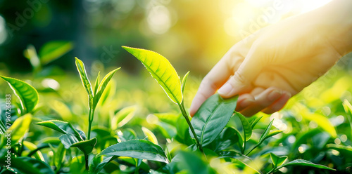 Hand picking tea leaves in the morning sunlight at green farm photo