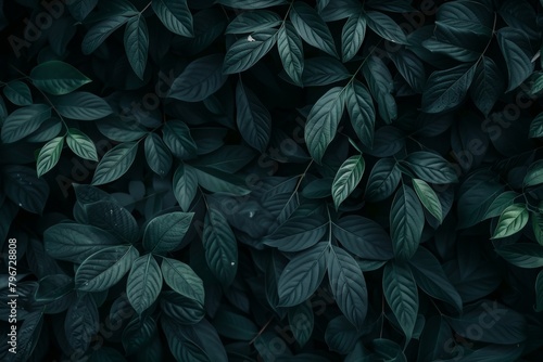 Lush green foliage in dark tones, perfect for serene nature backgrounds or graphic design elements, with a subtle play of light and shadow.