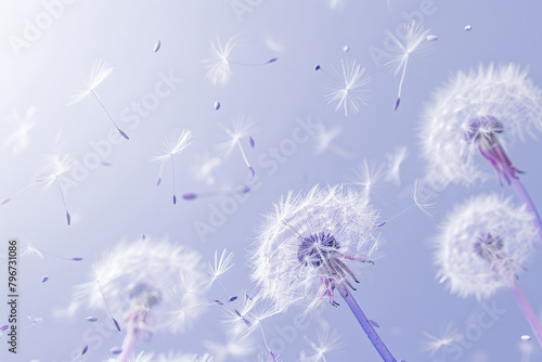 A dandelion seed is flying in the air, with delicate white fluffy petals and clear veins on a pink background.