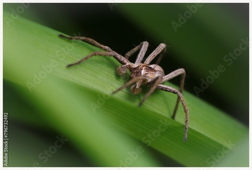 Ein Spinne auf einem Grashalm ganz nah als makro
