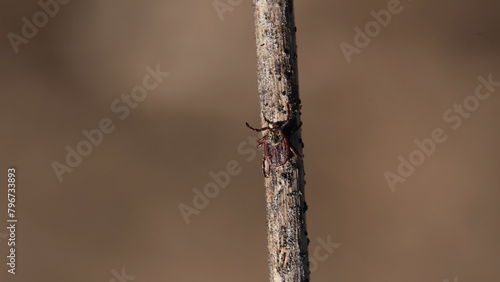 Tick crawls up a dry twig, a macro shot. Infectious insect with tick-borne encephalitis, borreliosis, typhoid fever, Tularemia, Ehrlichiosis, Hemorrhagic fever. photo