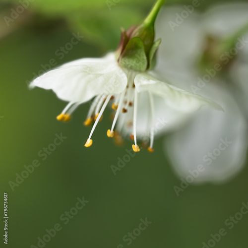 Wallpaper Mural Spring Blossom Torontodigital.ca