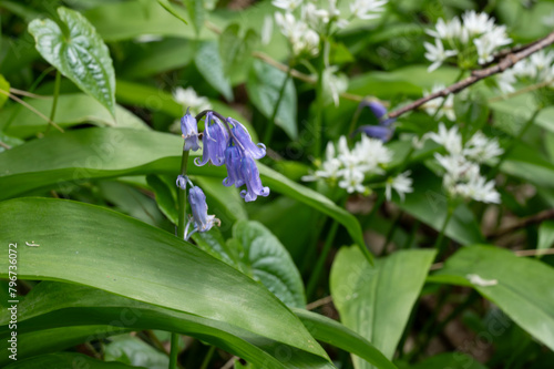 Wallpaper Mural Bluebell in the Garlic Torontodigital.ca