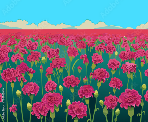 Carnation Flowers field