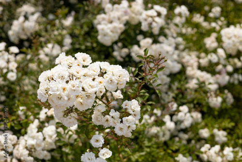 Summer blossom of fragrant white roses flowers. Floribunda Roses. Little white multiflowered garden roses. Groundcover outdoor blooming plant with white petals. Fairy shrub polyantha rose