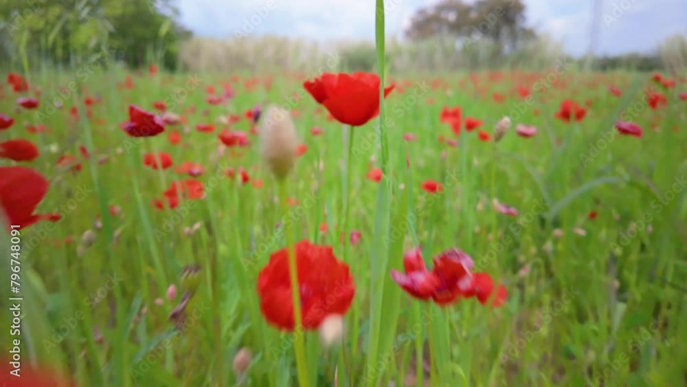 Beautiful green field, recorded in super slow motion at 120 FPS with red poppies Beautiful green field, recorded in super slow motion at 120 FPS with red poppies
