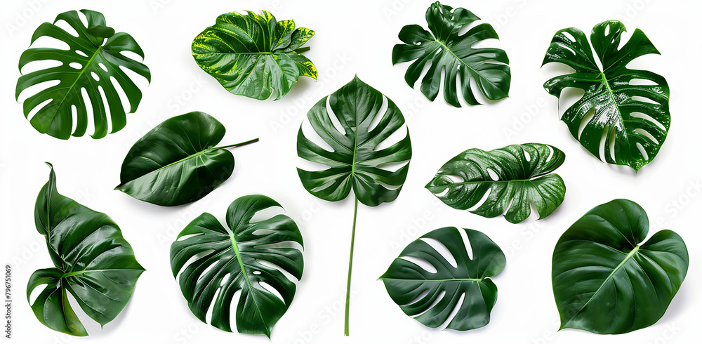 set of tropical monstered leaves isolated on white background, generative AI set of tropical monstered leaves isolated on white background, generative AI