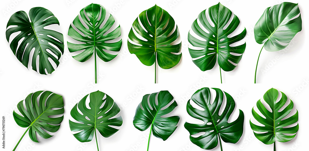 set of tropical monstered leaves isolated on white background, generative AI set of tropical monstered leaves isolated on white background, generative AI