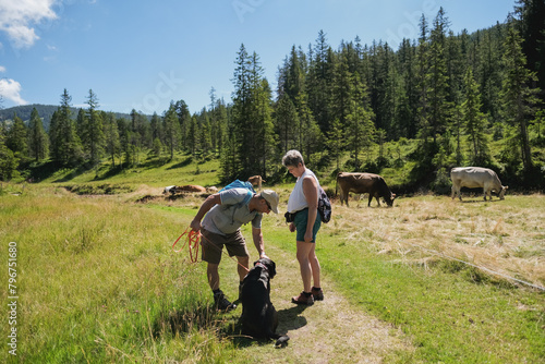 Happy senior couple hiking at mountain with domestic dog during summer vacation - Cows in the background