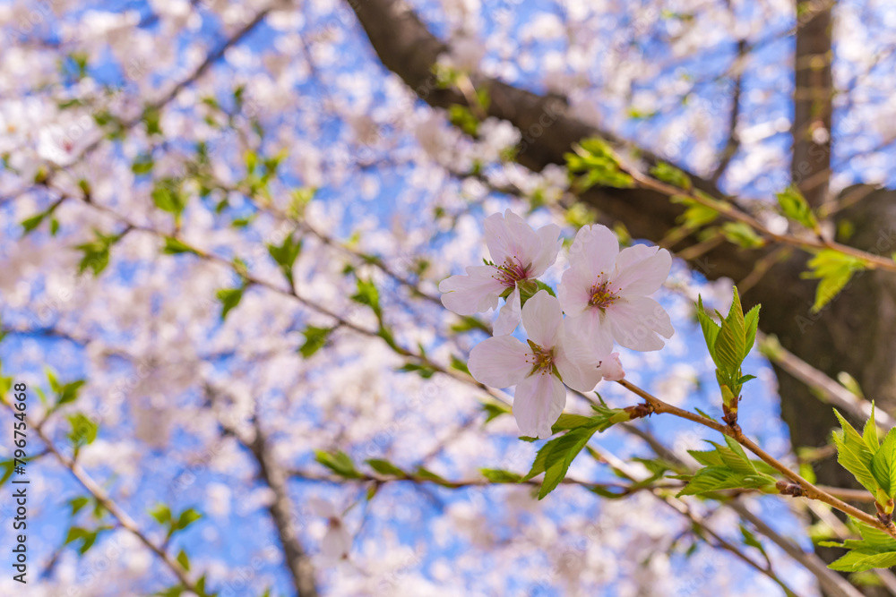 Obraz premium 青空に咲くピンクの桜の花