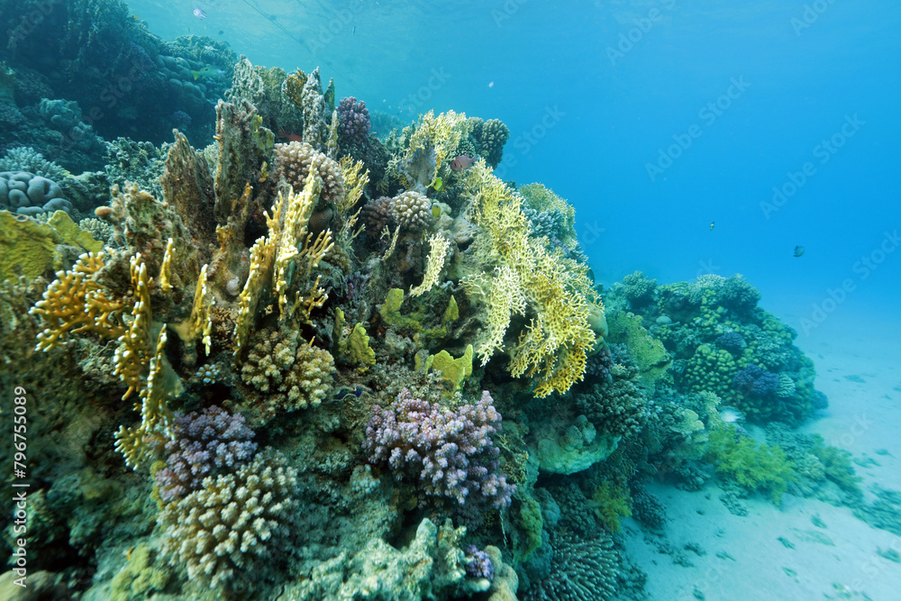 Fire corals on coral reef near Abu Dabab, Marsa Alam area, underwater photograph, Red Sea, Egypt