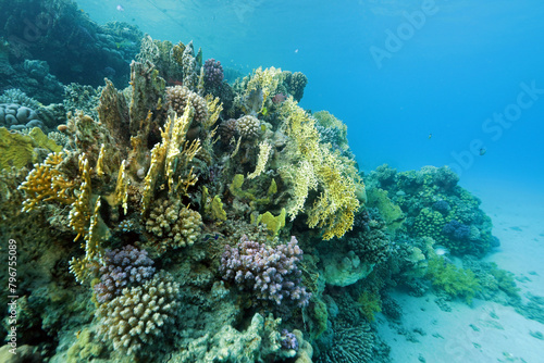 Fire corals on coral reef near Abu Dabab  Marsa Alam area  underwater photograph  Red Sea  Egypt