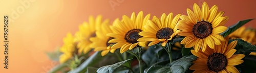 Simple composition of vibrant yellow sunflowers minimal style on a clear background with space for text