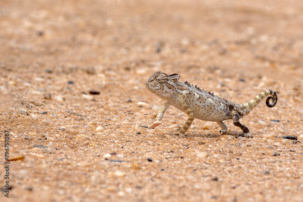 Namaqua chameleon (Chamaeleo namaquensis) hunting in the red dunes of the Namib Desert close to Swakopmund in Namibia Namaqua chameleon (Chamaeleo namaquensis) hunting in the red dunes of the Namib Desert close to Swakopmund in Namibia