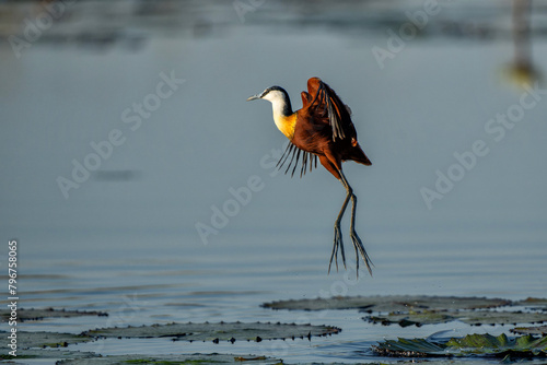 African Jacana (Actophilornis africanus) flying in a field of Water Lilies in a cove in the Chobe river between Namibia and Botswana photo
