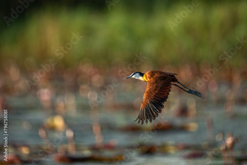 African Jacana (Actophilornis africanus) flying in a field of Water Lilies in a cove in the Chobe river between Namibia and Botswana photo