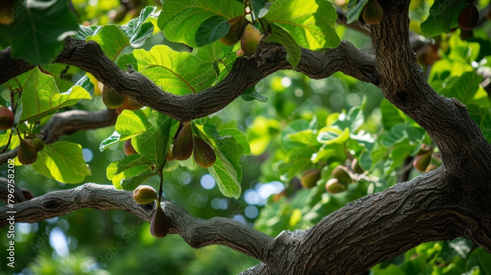 Fig tree with its twisting branches of ripe figs