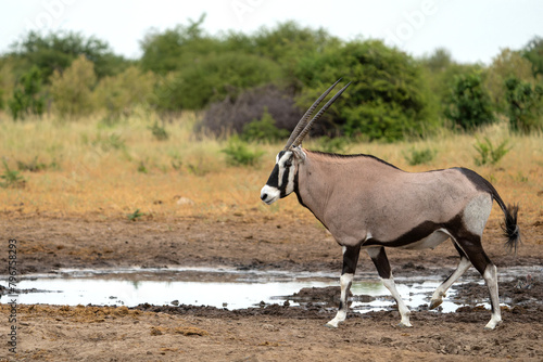 Oryx, African oryx, or gemsbok (Oryx gazella) searching for water and food in the dry Etosha National Park in Namibia