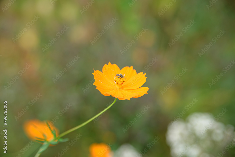 キバナコスモスにとまる蜂 キバナコスモスにとまる蜂