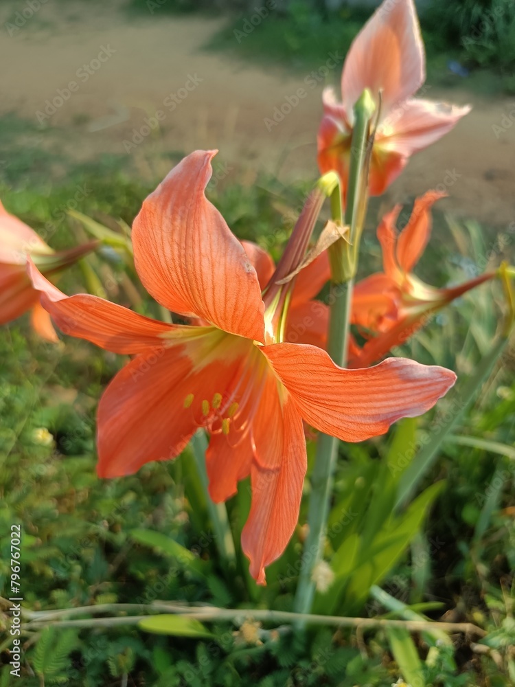 Fototapeta premium Hippeastrum striatum, the striped Barbados lily, a flowering perennial herbaceous bulbous plant, in the family Amaryllidaceae, native to the southern and eastern regions of Brazil.