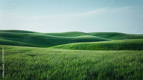 b'Green rolling hills of wheat field' photo