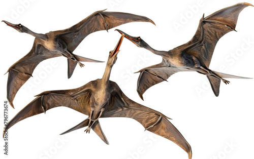 Collection of pterodactyl isolated on white or transparent background