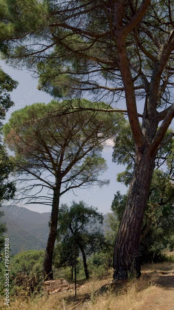 montseny mountain, Calalonia, Spain in vertical montseny mountain, Calalonia, Spain in vertical