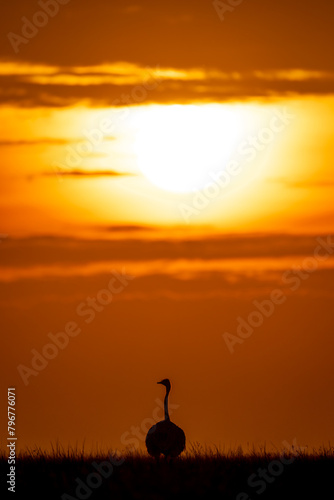 Common ostrich silhouetted on horizon at sunset