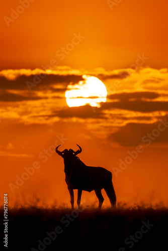 Blue wildebeest stands on horizon in silhouette photo