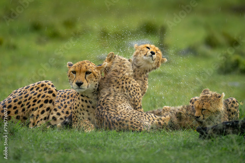 Cheetah cub sits with family shaking head photo