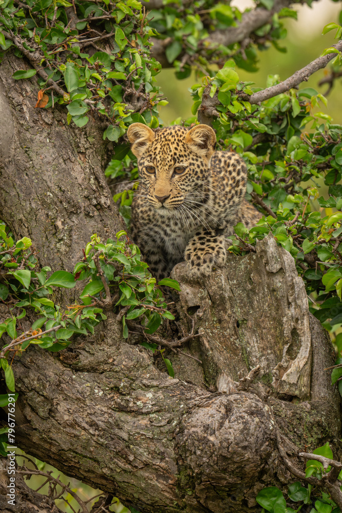 Fototapeta premium Leopard cub lies in tree looking down