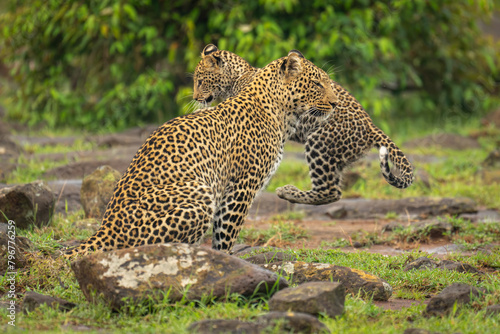 Leopard cub jumps past mother among rocks photo